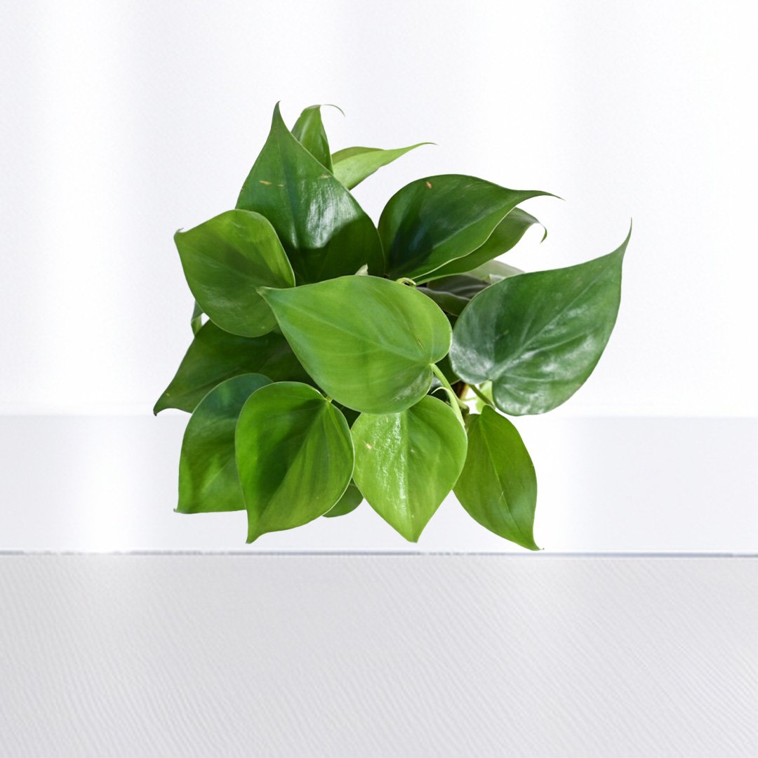 Philodendron Oxycardium Green